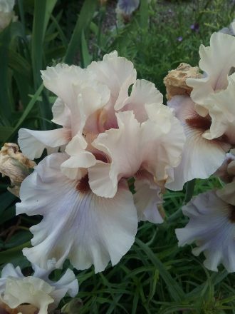 Tall Bearded Iris Enter The Dragon (bare rooted rhizome)