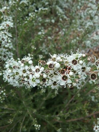 Kunzea leptospermoides 100 seeds