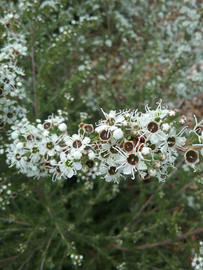 Kunzea leptospermoides - Australian Native Plant