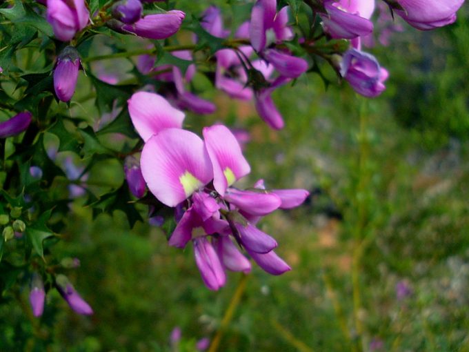Mirbelia dilatata - Australian Native Plant