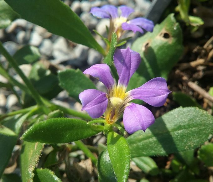Scaevola Misty Blue - Australian Native Plant