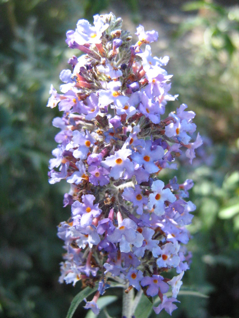 Buddleia Joan - Perennial Plant