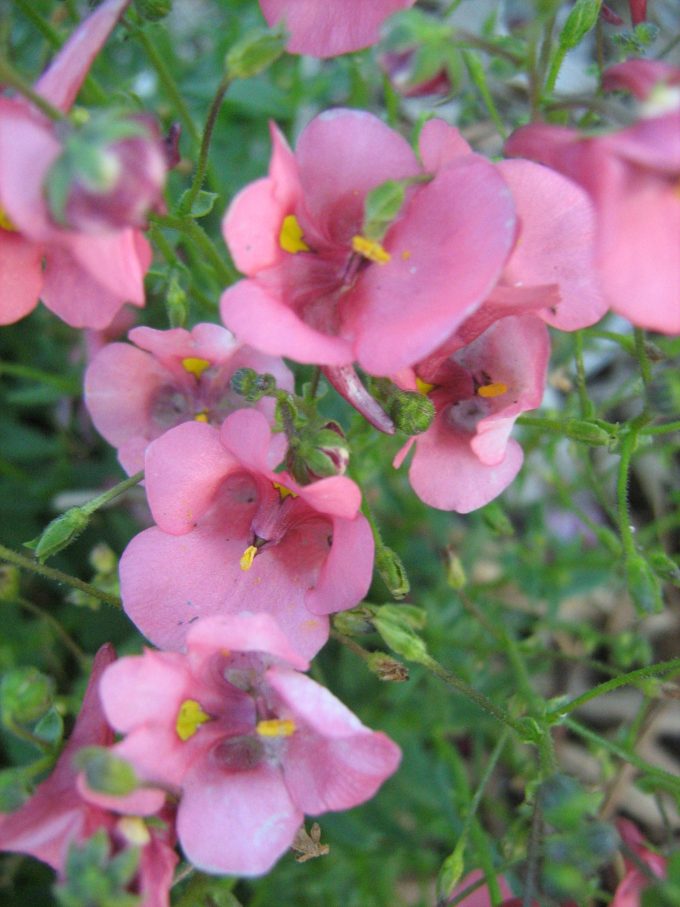Diascia barberae pink - Perennial Plant
