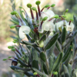 Grevillea jephcottii - Australian Native Plant