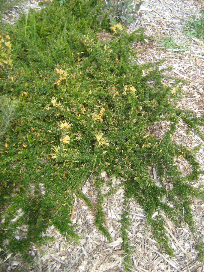 Grevillea juniperina prostrate yellow - Australian Native Plant
