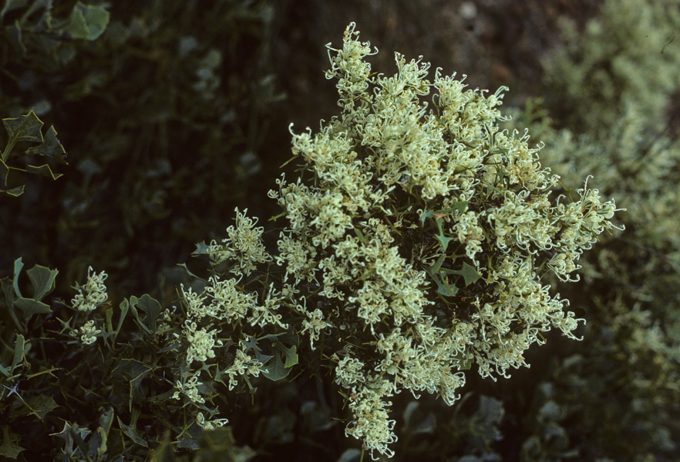 Hakea auriculata - Australian Native Plant