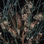 Hakea cycloptera - Australian Native Plants