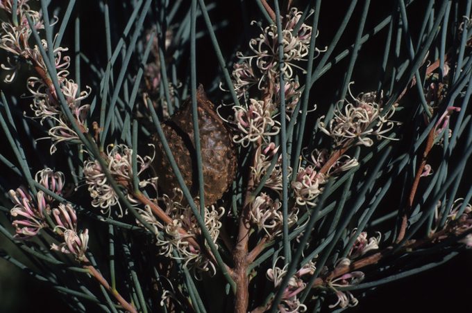 Hakea cycloptera - Australian Native Plants