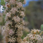 Hakea ruscifolia - Australian Native Plant