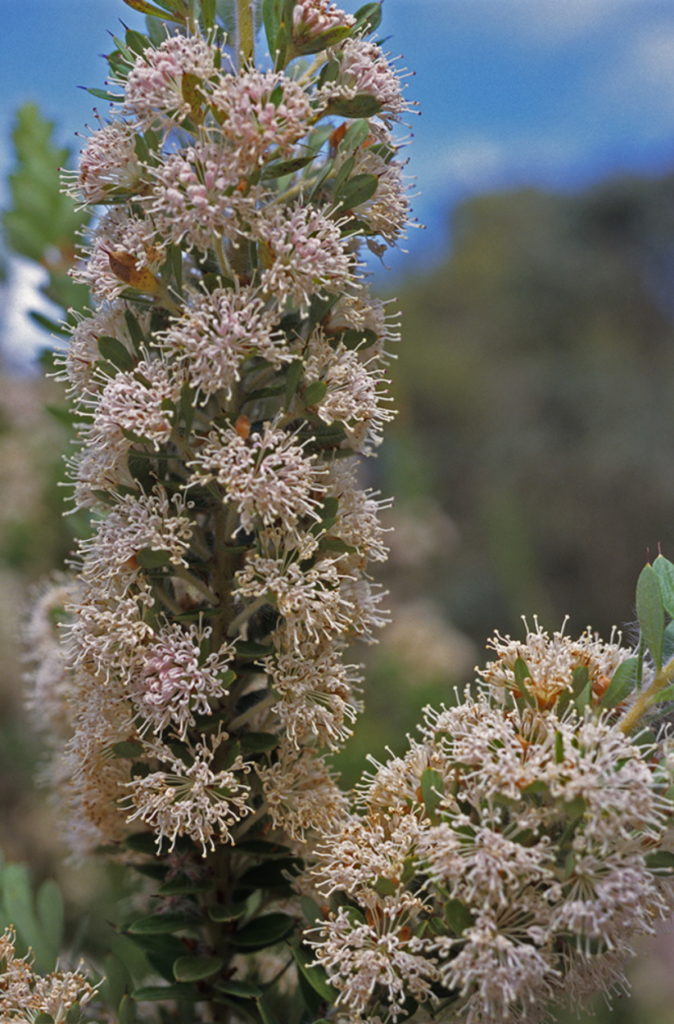 Hakea ruscifolia - Australian Native Plant