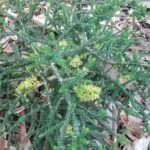 Melaleuca blaeriifolia - Australian Native Plant