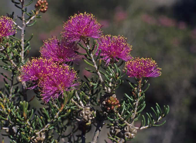 melaleuca seriata - Australian Native Plant