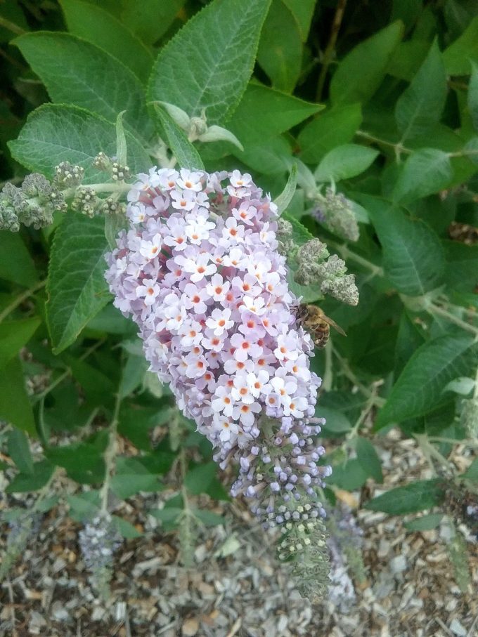 Buddleia Maryborough Beauty - Perennial Plant