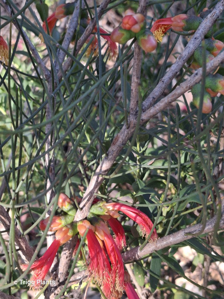 Calothamnus oldfieldii in 50mm Forestry Tube – Trigg Plants