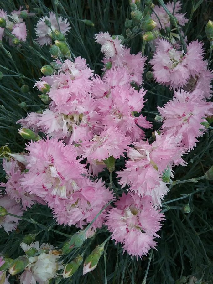 Dianthus Pikes Pink - Perennial Plant