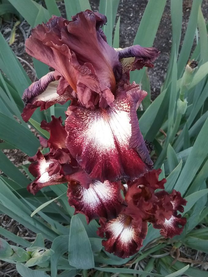 Iris Spice Lord