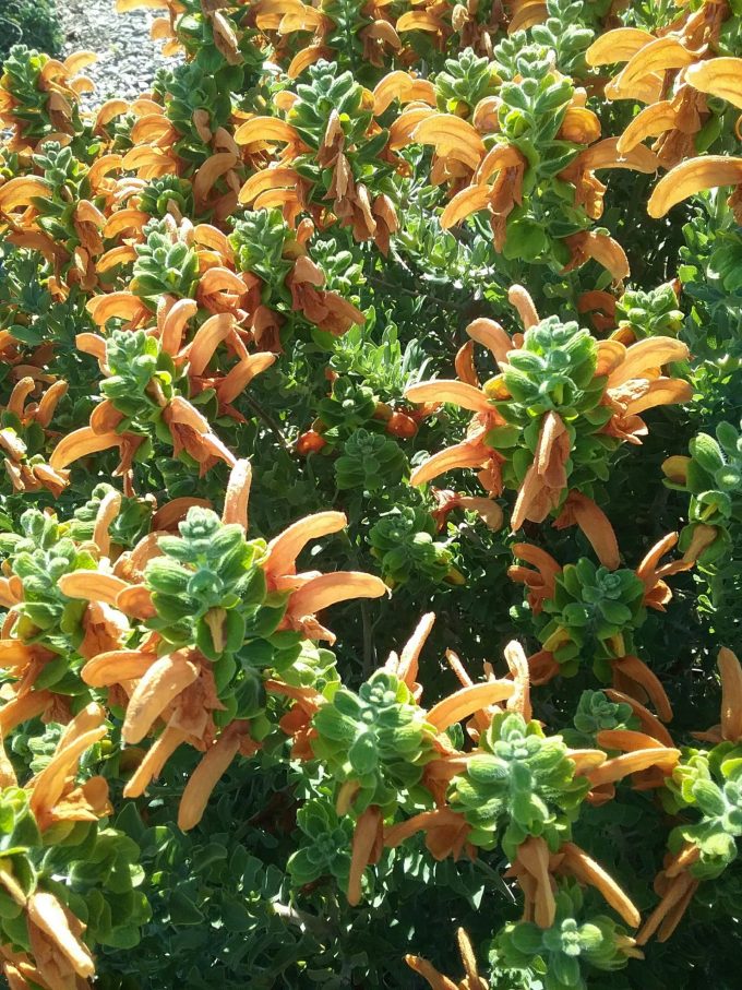 Salvia africans aurea - Perennial Plant