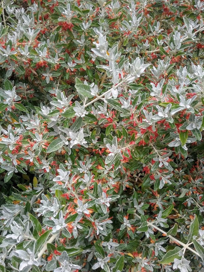 Teucrium heterophyllum - Perennial Plant