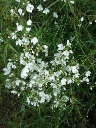 Veronica decorosa - Australian Native Plant