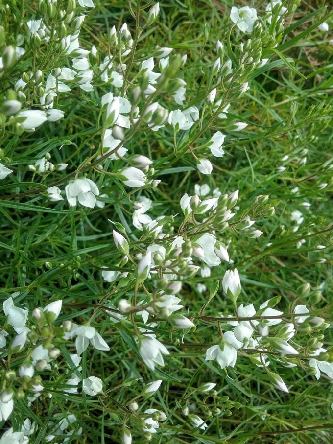 Veronica decorosa - Australian Native Plant