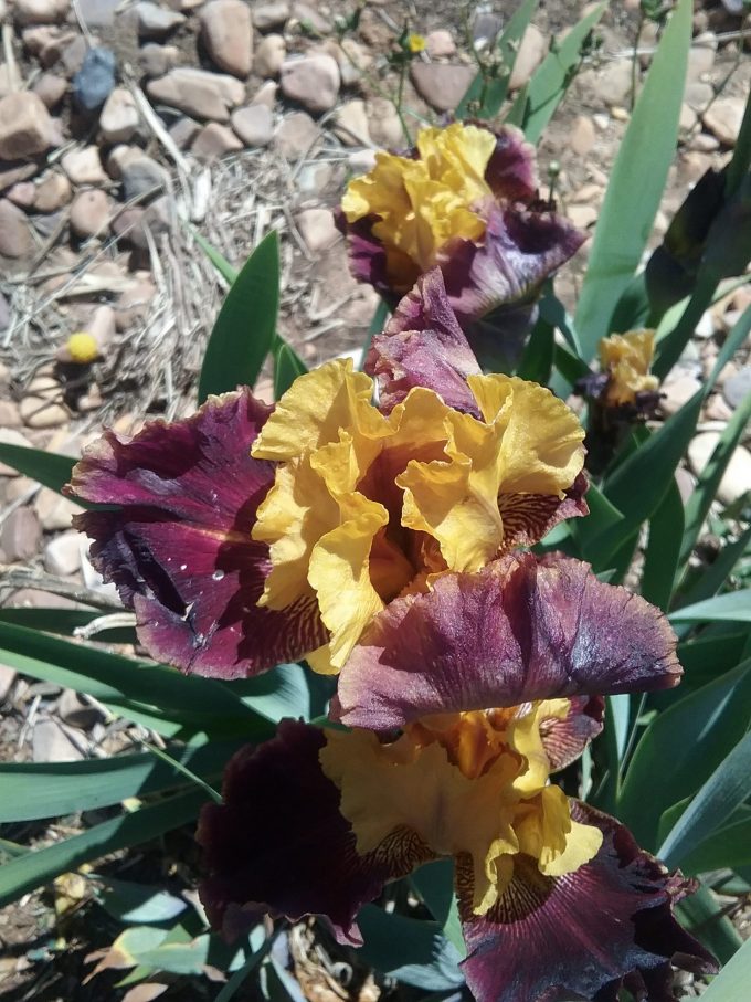 Tall Bearded Gambler Iris (bare rooted rhizome)