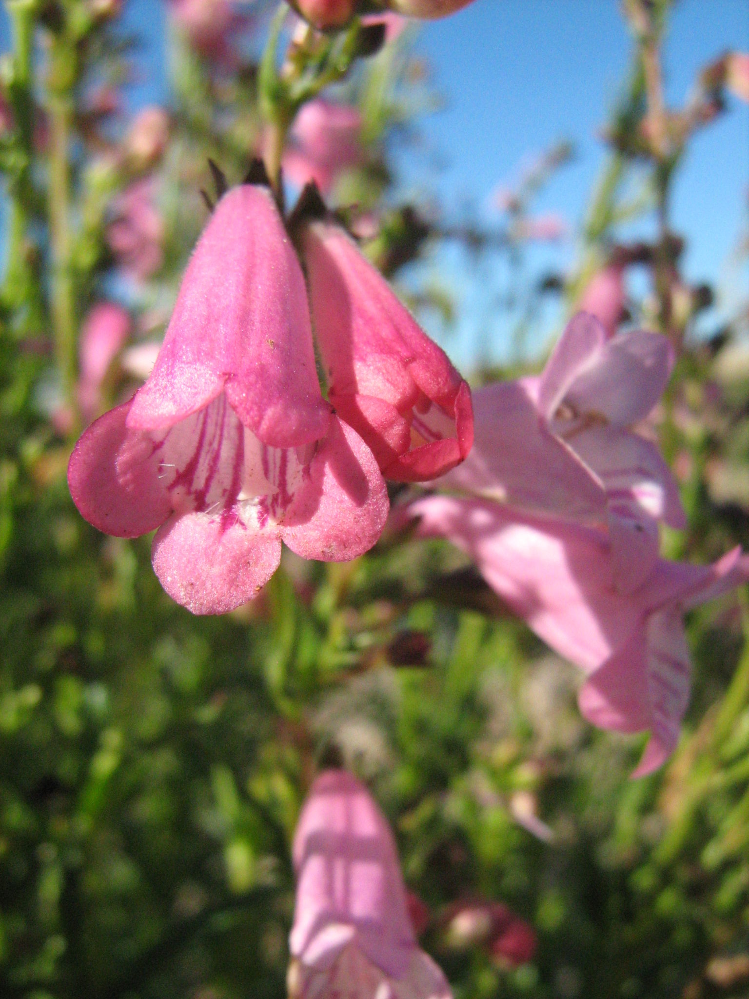 Penstemon Evelyn In 68mm Super Tube – Trigg Plants