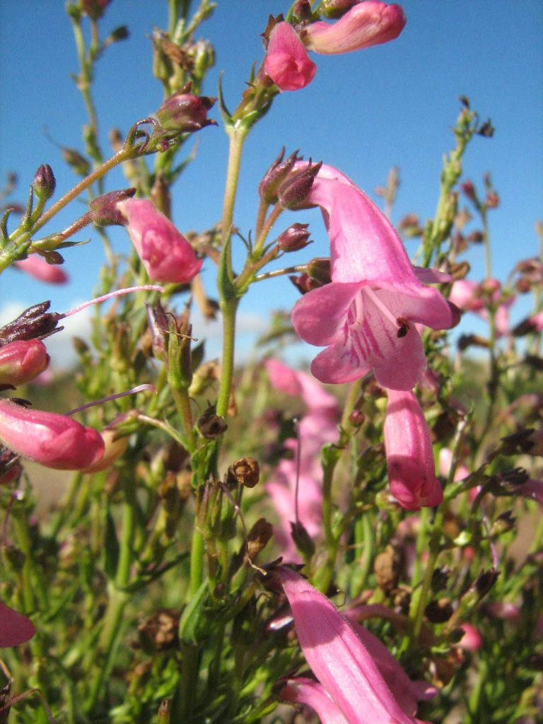 Penstemon Evelyn in 50mm Forestry Tube – Trigg Plants