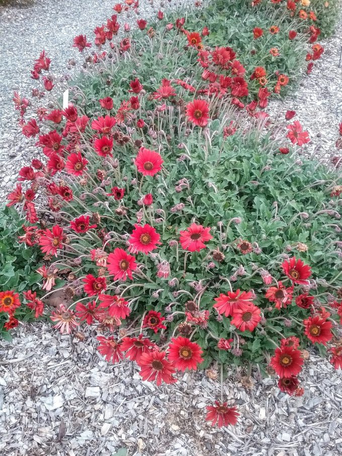 Arctotis Red Magic - Perennial Plant