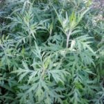 Artemisia indica - Perennial Plant