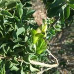 Eremophila serrulata - Australian Native Plant
