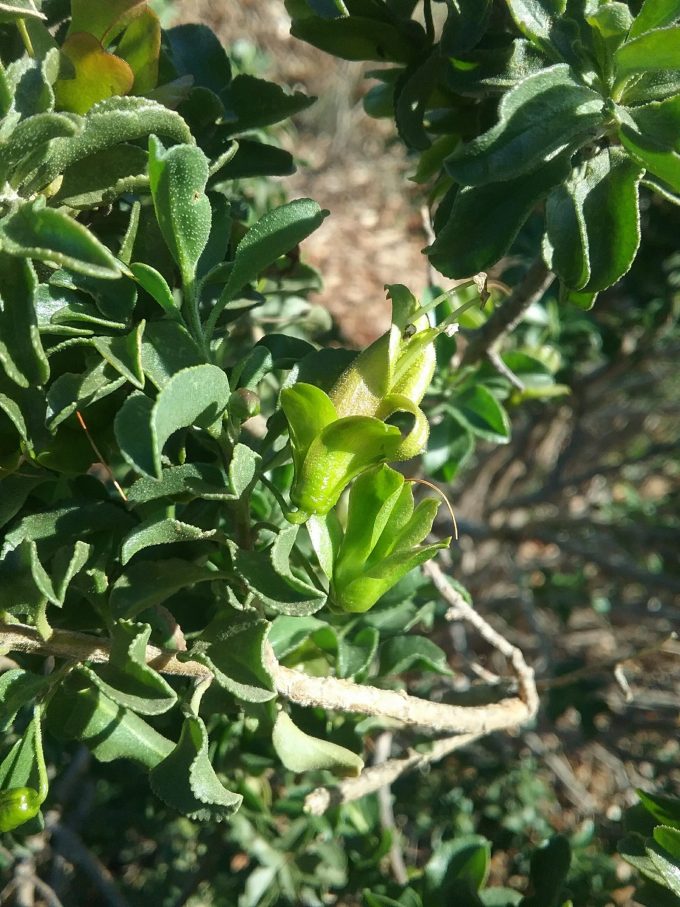 Eremophila serrulata - Australian Native Plant