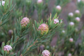 Leucadendron Jubilee Crown