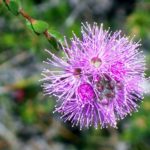 Kunzea capitata - Australian Native Plant