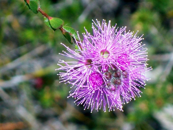 Kunzea capitata - Australian Native Plant