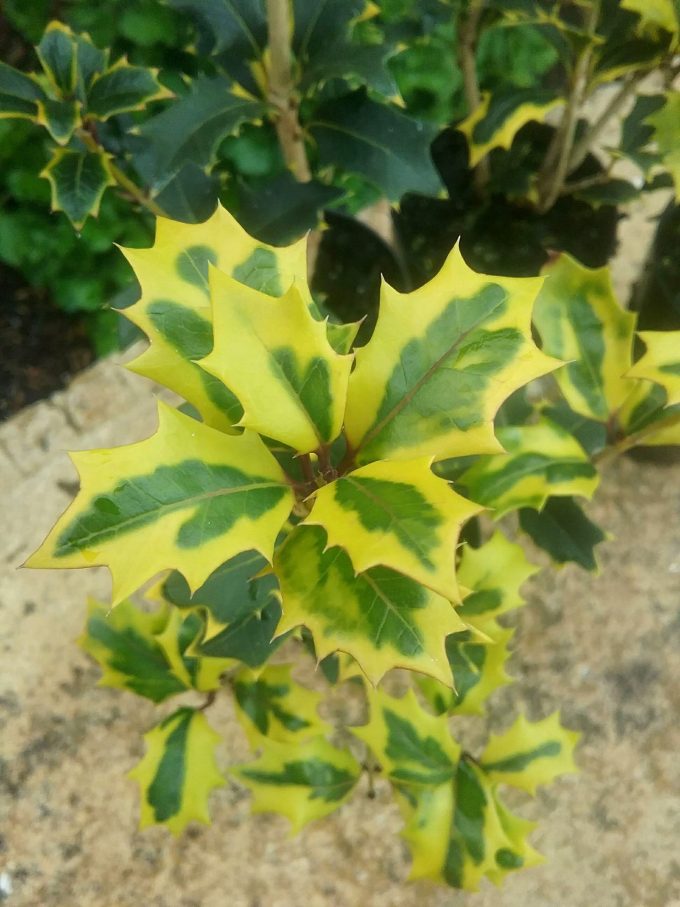 Osmanthus heterophyllus 'Aureomarginatus' - Perennial Screening Plant