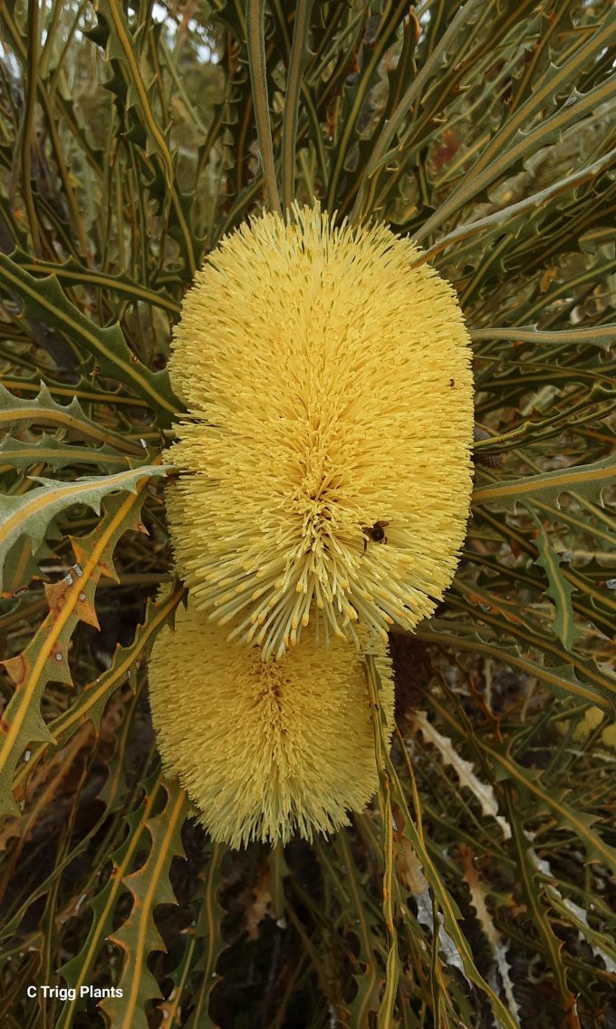 Banksia elderiana Australian native plant