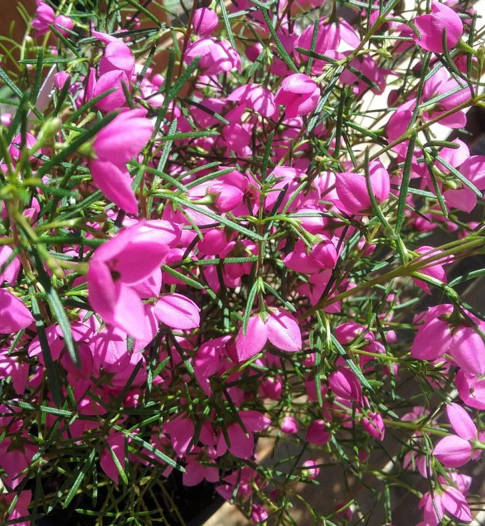 Boronia Magenta Stars - Australian Native Plant