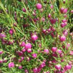Boronia Plum Bells - Australian Native Plant