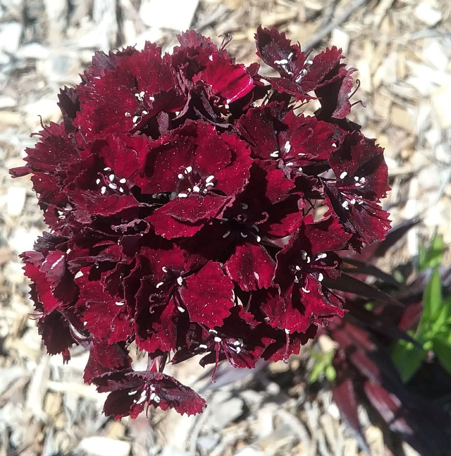 Dianthus barbatus Heart Attack in 50mm Forestry Tube