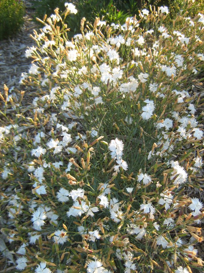 Dianthus masmenaeus - Perennial Plant