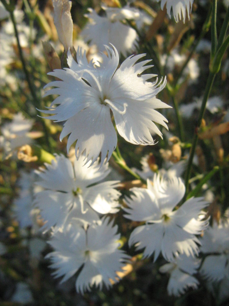 Dianthus masmenaeus - Perennial Plant