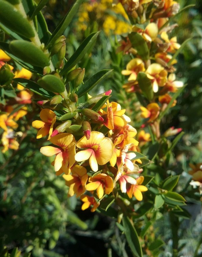 Eutaxia epacridoides -Australian Native Plant