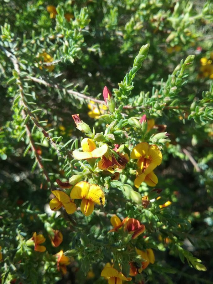 Eutaxia microphylla in 68mm Super Tube – Trigg Plants