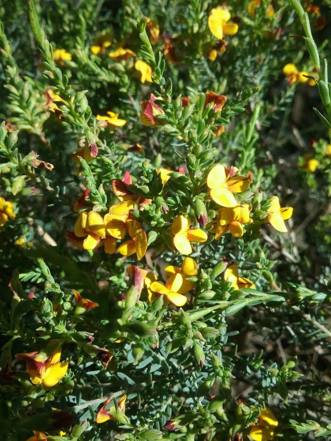 Eutaxia microphylla - Australian Native Plant