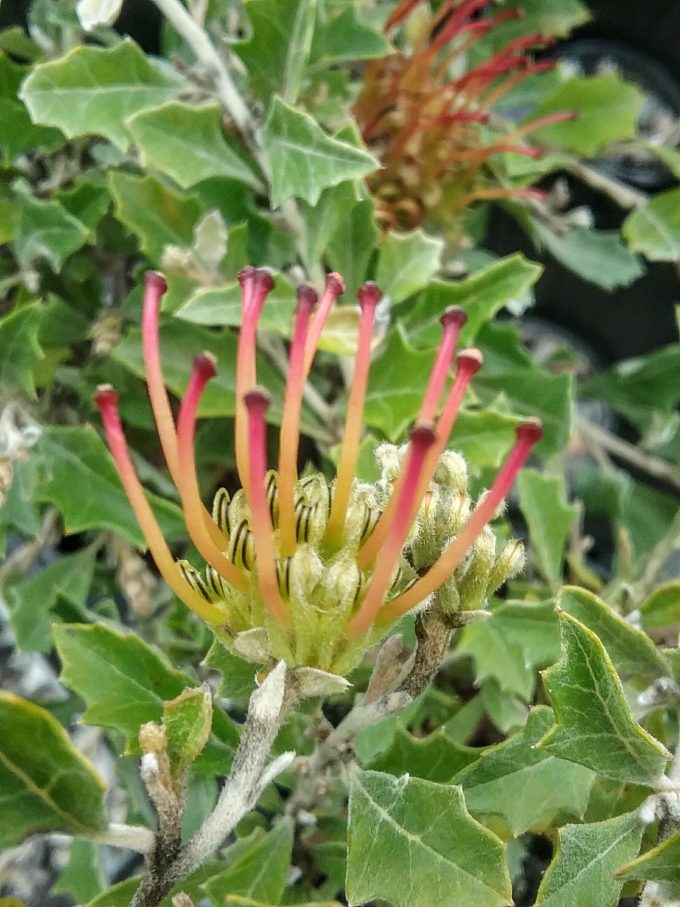 Grevillea aquifolium prostrate - Australian Native Plant