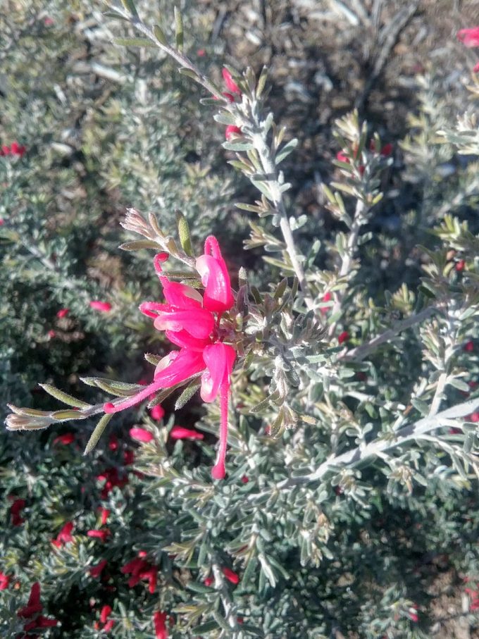 Grevillea lavandulacea Penola form - Australian Native Plant