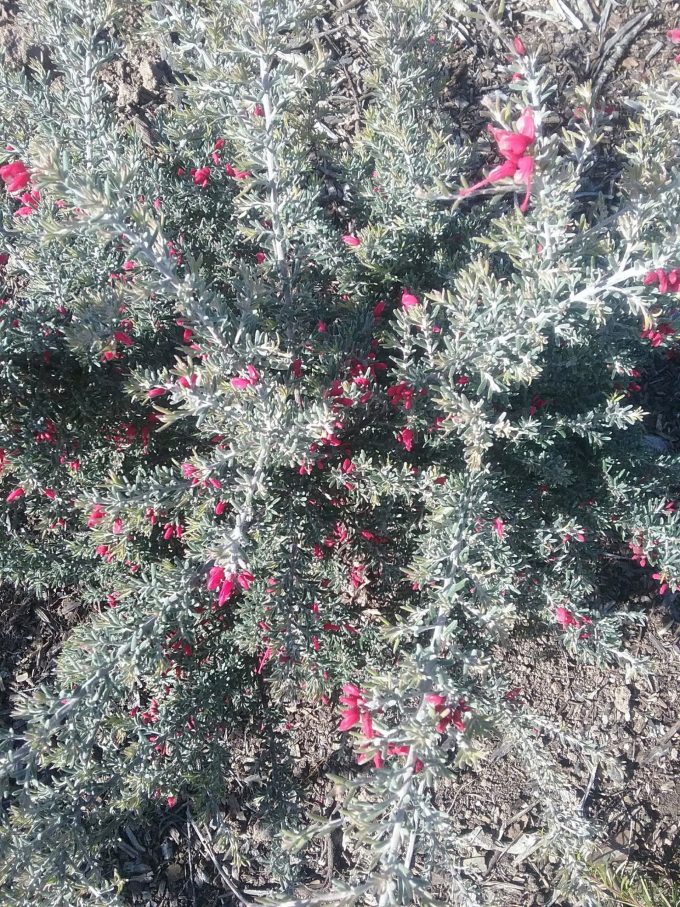 Grevillea lavandulacea Penola form - Australian Native Plant