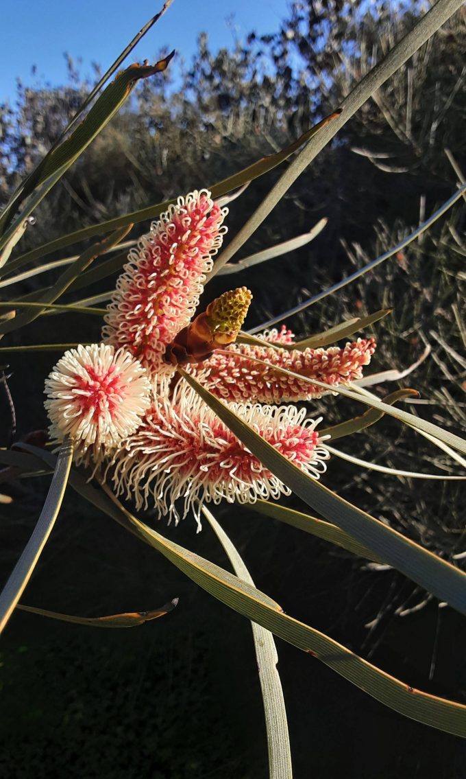 Hakea coriacea - Australian Native Plant