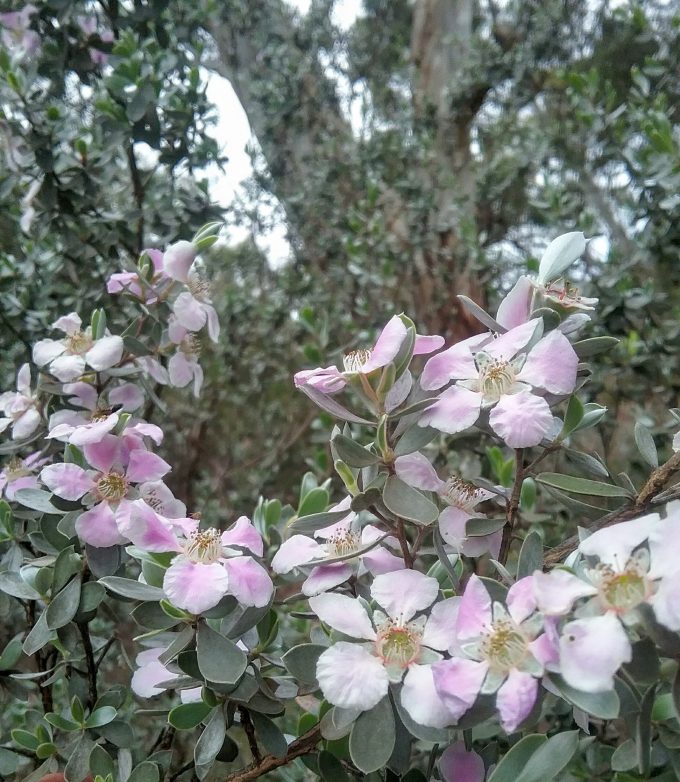 Leptospermum sericeum - Australian Native Plant