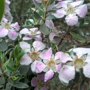Leptospermum sericeum - Australian Native Plant